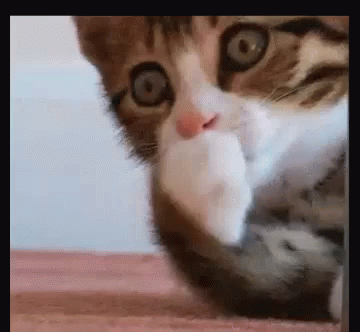 Cat Oh My GIF - Cat Oh My Shocked GIFs
