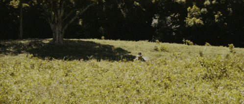 a man in a cowboy hat sits in a field of tall grass