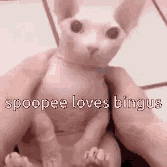 Spoopee Bingus GIF - Spoopee Bingus Bingus Loves GIFs