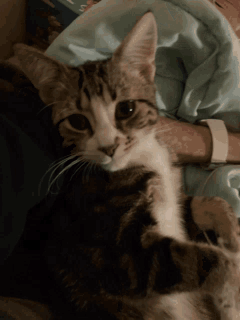 a cat laying on a person 's lap with a blue blanket