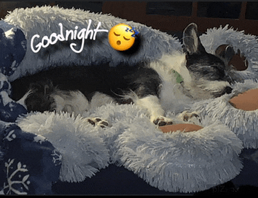 a dog sleeping in a bed with the words goodnight written on it