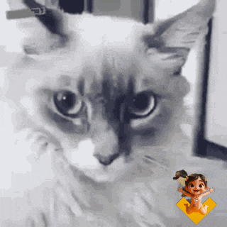 a close up of a cat looking at the camera with a baby doll in the background