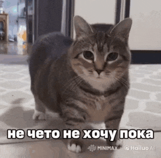 a cat is standing on a rug in a room with a caption in russian .