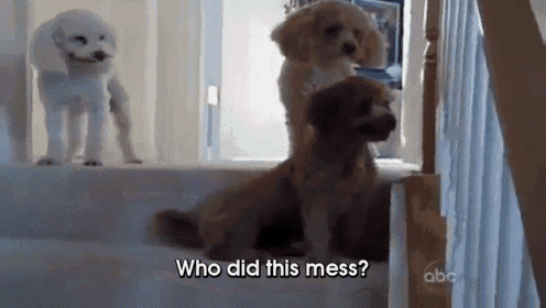 three puppies are standing on a set of stairs and one of them says who did this mess .