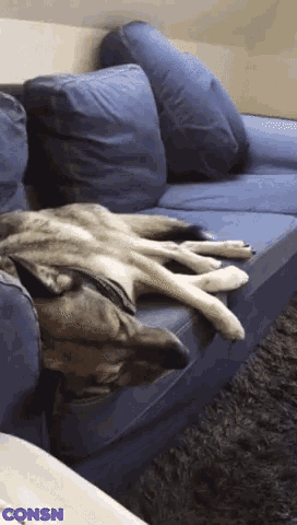 a dog laying on a blue couch with the letters cqnsn above it