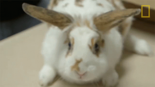 Sniffing Critter Fixers GIF - Sniffing Critter Fixers Rabbit GIFs
