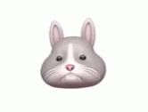 Rabbit Bunny GIF - Rabbit Bunny Animal GIFs