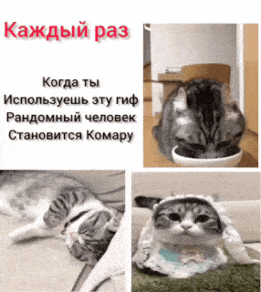 a collage of pictures of cats with the caption " каждый раз " at the top