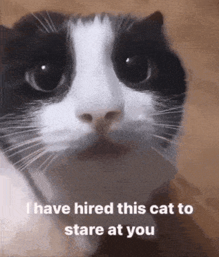 a black and white cat with the words " i have hired this cat to stare at you " below it