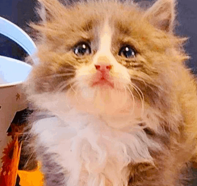 Sad Sad Cat GIF - Sad Sad Cat Sad Cat Meme GIFs
