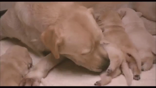 盲導犬　犬　クイール　えいが　映画　わんちゃん GIF - Kuiru Dog Puppy GIFs