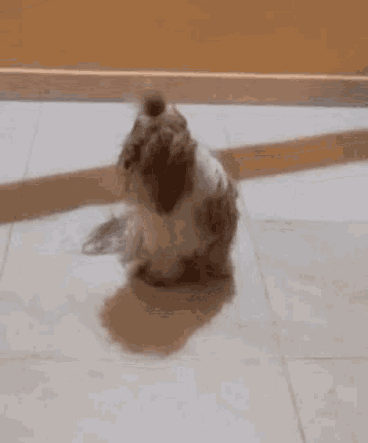 a small dog is standing on a tiled floor .