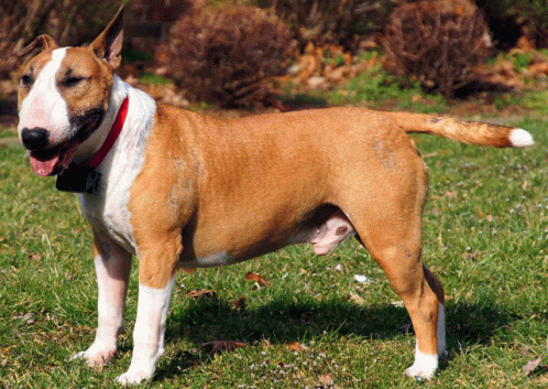 Dog Bull Terriers GIF - Dog Bull Terriers Grass GIFs