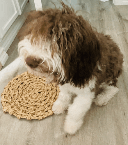 a brown and white dog is laying on a wicker mat