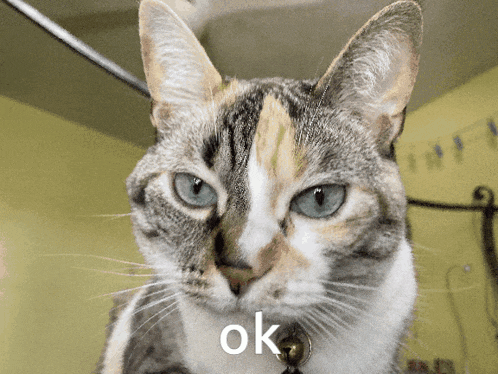 a calico cat with a bell around its neck looks at the camera and says ok