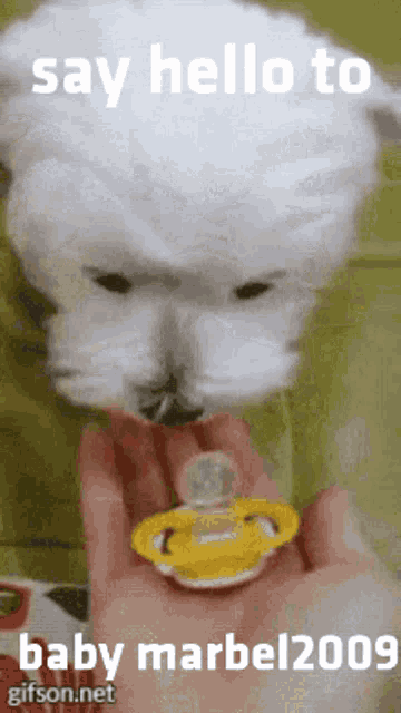 a white dog is holding a pacifier in someone 's hand and says hello to baby marbel2009