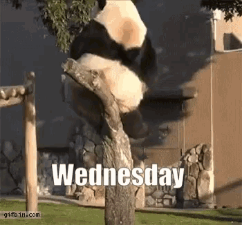 a panda bear is sitting on a tree branch with the words wednesday above it .