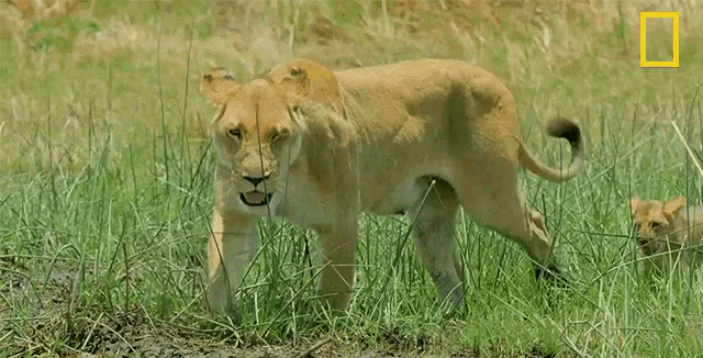 Lioness Savage Kingdom GIF