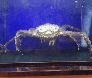Big Crab Nygamingyt GIF - Big Crab Nygamingyt Krit GIFs