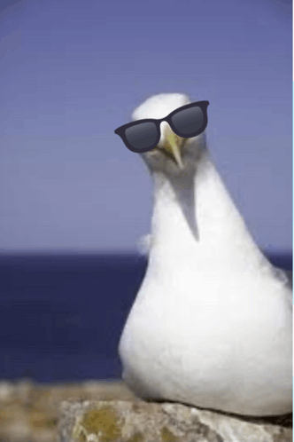 Seagulls Cool GIF - Seagulls Cool GIFs