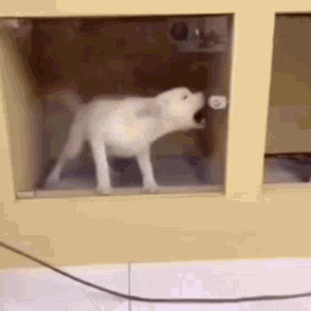 a white dog is standing in a cage with its mouth open and looking out the window .