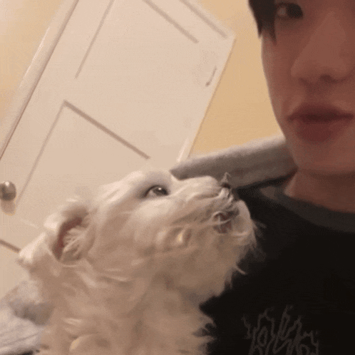 a white dog is looking up at a man wearing a black shirt that says ' yorks ' on it