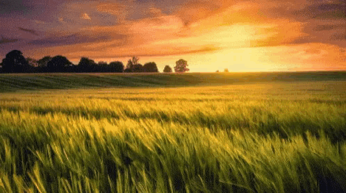 a sunset over a field of wheat with trees in the distance