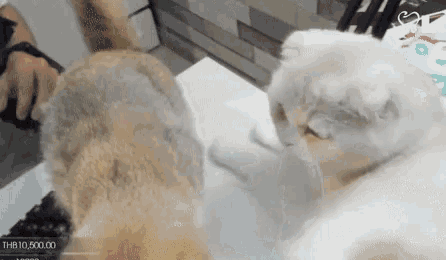 a cat is licking another cat 's face with a price tag of thb10,500.00 in the corner
