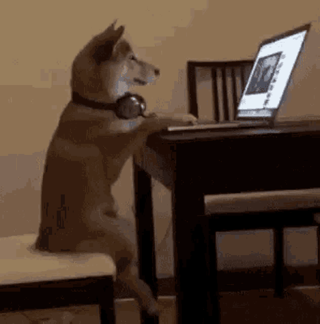 a dog wearing headphones is sitting at a table looking at a laptop computer .