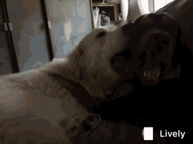 a picture of two dogs with a lively icon in the corner