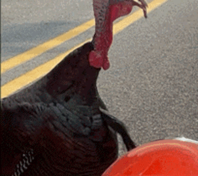 Thanksgiving Turkeys GIF - Thanksgiving Turkeys GIFs