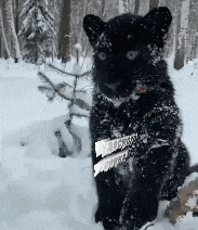 a black panther is sitting in the snow holding a knife in its paws .