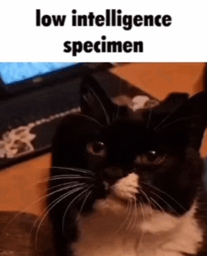 a black and white cat is sitting on a table with a laptop in the background .