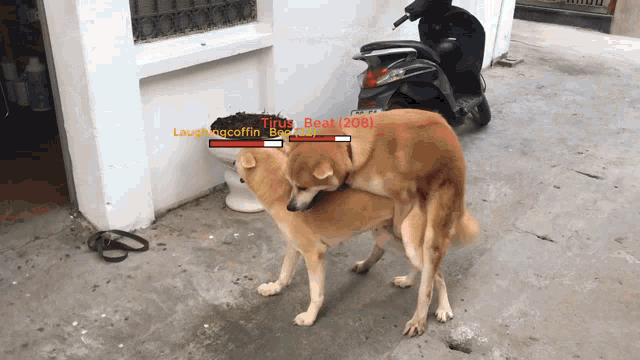 two dogs are playing a video game called time beat 208