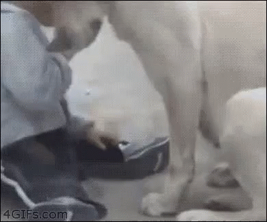 Aawww GIF - Cheerup Dog Dogs GIFs