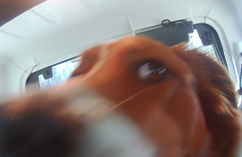 Cammie The Dog GIF - Cammie The Dog GIFs