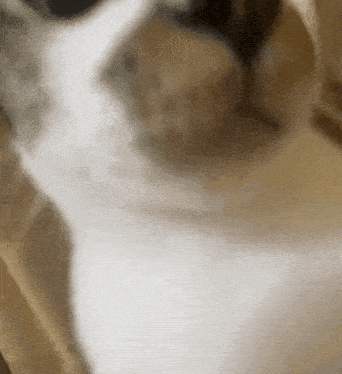 a close up of a brown and white cat laying down