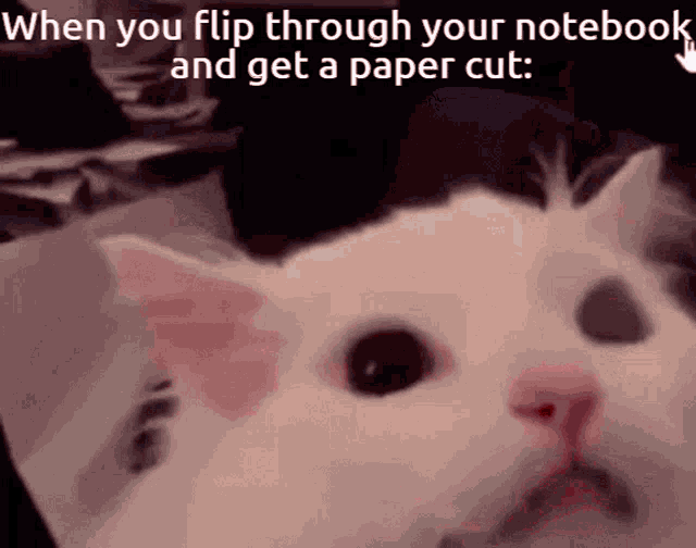 Screaming Cat Paper Cut GIF - Screaming Cat Paper Cut Pain GIFs