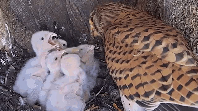 a bird with a leopard print standing next to a nest of baby birds
