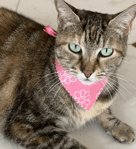 a cat with green eyes wearing a pink bandana with flowers on it