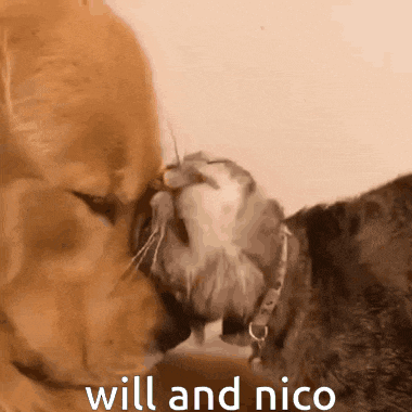 a dog licking a cat 's nose with the words will and nico written on the bottom