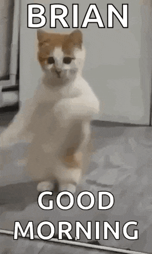 a cat is standing on its hind legs and says `` good morning '' .