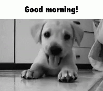 Greeting Puppy GIF - Greeting Puppy Excited GIFs