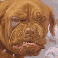 Angry Dog GIF - Angry Dog Mad GIFs