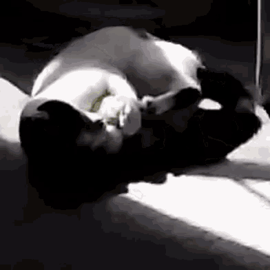 two cats are laying on top of each other on a concrete floor .