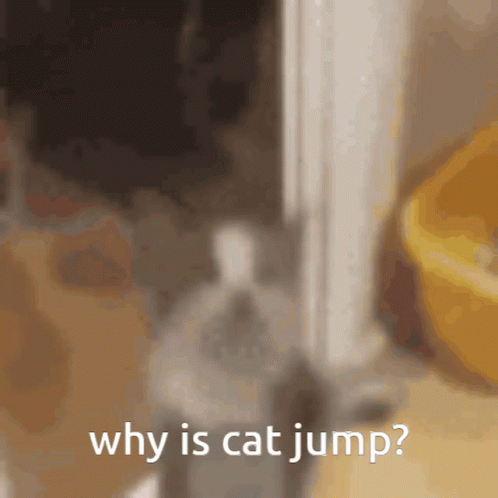 Cat Why GIF - Cat Why Is GIFs