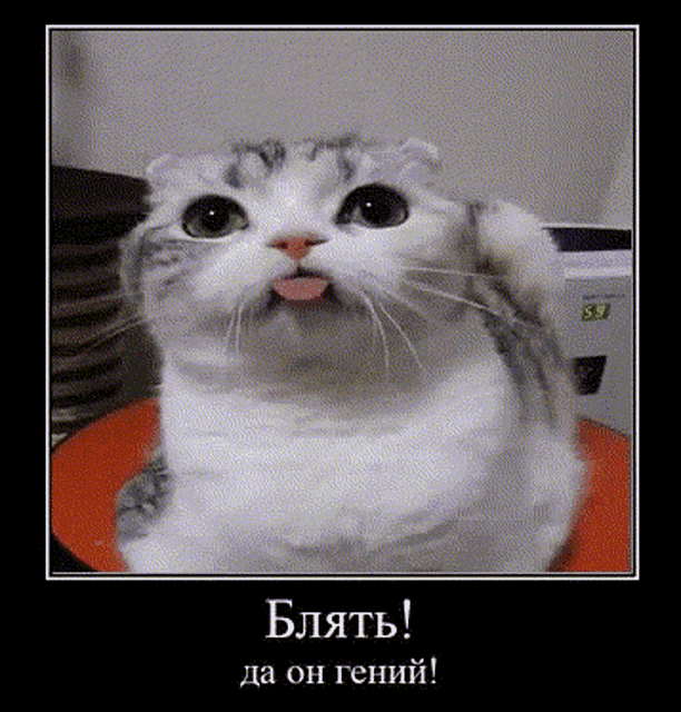 a picture of a cat with its tongue sticking out in a frame with russian writing