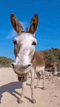 a brown and white donkey standing on a dirt road