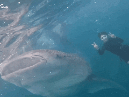 a person swimming next to a whale with the word labels in the corner