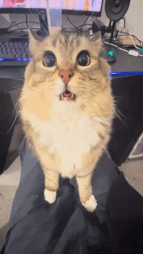 a cat is standing on a person 's lap with its mouth open